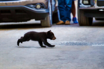Black bear cub crossing road to get to the other side     © dfriend150