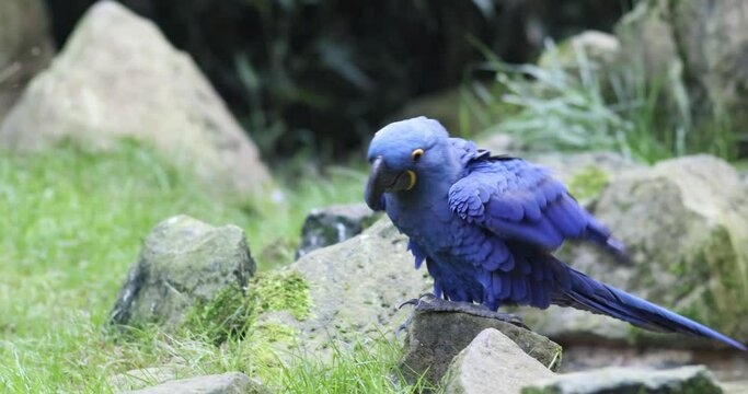 The hyacinth macaw (Anodorhynchus hyacinthinus), parrot drinking water.
