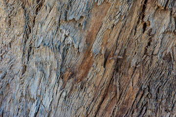 texture of the bark of tree