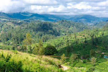 Fototapeta na wymiar Highland tea plantations on the island of Sri Lanka.
