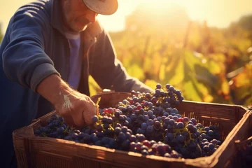 Tragetasche Harvest Elegance in Bordeaux: Experience the grace of the grape harvest season in Bordeaux's renowned vineyards, witnessing workers handpicking grapes under the warm autumn sun in this French winemaki © Mr. Bolota