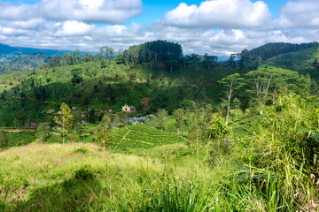 Obraz premium Highland tea plantations on the island of Sri Lanka.