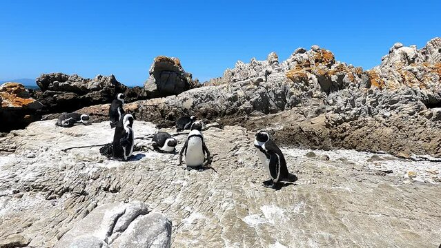 Group of penguins on rocky terrain in wildlife landscape. African penguins at Stony Point, South Africa