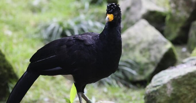 The black curassow (Crax alector), portrait of bird.