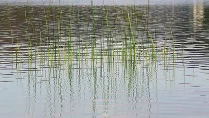 Pond lake with water weed, reed and emergent plants vegetation