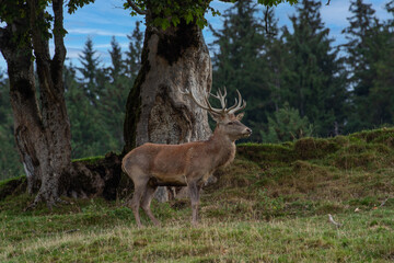 Junger Hirsch am Waldrand