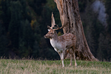 Damhirsch am Baum