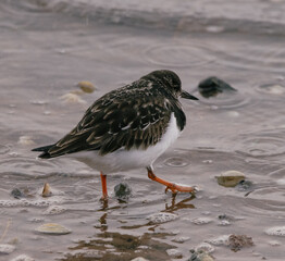 Ruddy turstone bird on the shore of the beach 