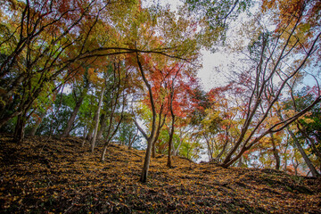 Fototapeta premium autumn leaves in Japan