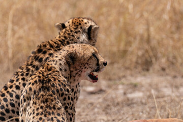 Two cheetahs devoured a Topi Kill. Covered in Blood.