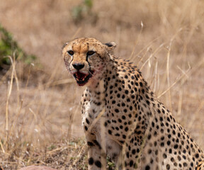 Two cheetahs devoured a Topi Kill. Covered in Blood.