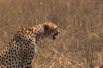 Two cheetahs devoured a Topi Kill. Covered in Blood.