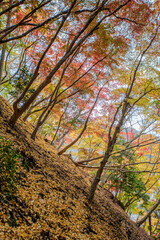 Obraz premium autumn leaves in Japan