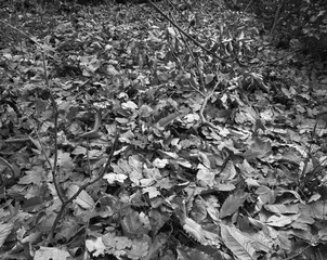 scenic carpet of autumn leaves on the ground in the woods