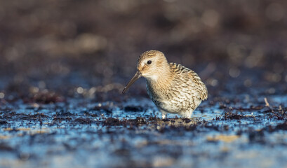 Dunlin - young bird at a seashore on the autumn migration way