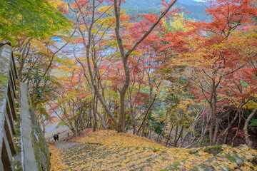 autumn leaves in Japan