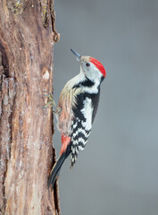 Middle Spotted Woodpecker - in the wet forest in winter