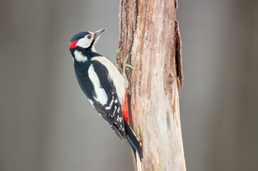 Great Spotted Woodpecker - male - in the wet forest in winter