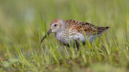 Dunlin - adult bird at a wetland on the spring migration 