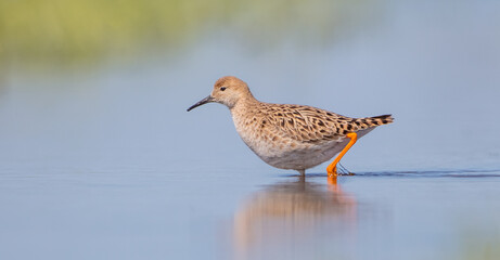Ruff -  female feeding at the wetland on the mating season in spring