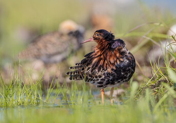 Ruff - male bird at a wetland on the mating season in spring