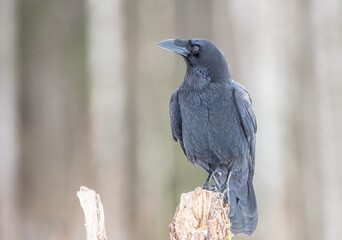 Common Raven - in winter at a wet forest