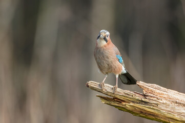 Eurasian Jay - in winter at the wet forest