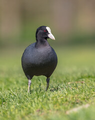 Eurasian coot - adult bird in spring