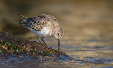 Dunlin - young bird at a seashore on the autumn migration way