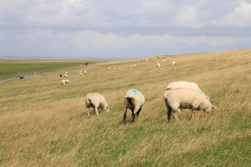 Naklejka na ściany i meble sheep in the field of nord Germany