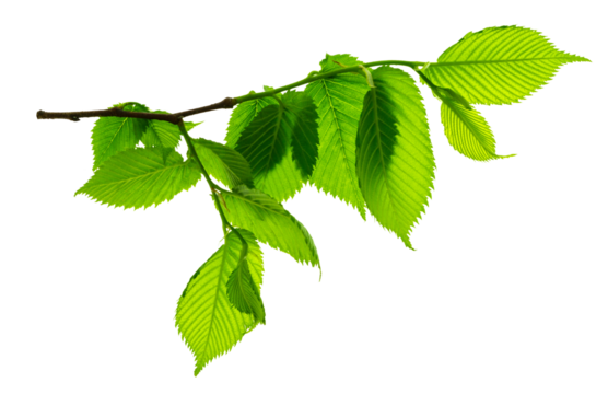 A twig with young green spring leaves isolated on white background. Ecology background.Elm. on transparent, png.greenery.leaves decorative.Spring leaves on branches.Summer, Forest