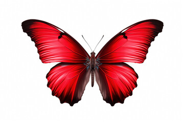 Obraz premium butterfly with red wings, isolated on white background