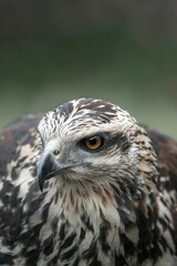 juvenile great black hawk beautiful bird of prey close-up portrait in Costa Rica