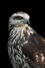 juvenile great black hawk beautiful bird of prey close-up portrait in Costa Rica