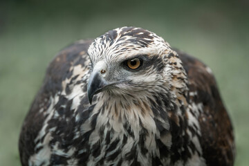 juvenile great black hawk beautiful bird of prey close-up portrait in Costa Rica