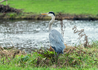 A gray heron (Ardea cinerea) standing on the shore of a pond