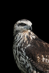 juvenile great black hawk beautiful bird of prey close-up portrait in Costa Rica