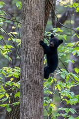Black bear cub climbing up tree trunk