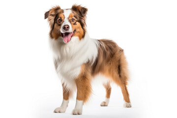 Australian Shepherd Aussie dog, isolated on white background