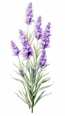 Fototapeta na wymiar Blooming lavender bouquet isolated on white background