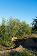 Olive trees in full production in a crop field under blue summer sky.