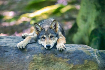 Young wolf tuckered out oanying head on rock