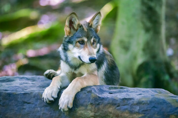 Young wolf alert while resting on a rock