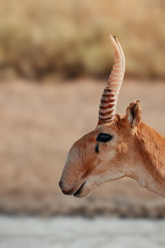 Portrait of A young male saiga antelope. Saiga head in profile. Portret of wild antelope in the steppe. Saiga tatarica antelope grazing in the steppe. endangered species saiga close-up
