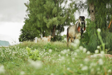 Cow on a green meadow Pasture for cattle, Cow in the countryside outdoors, Cows graze on a green summer meadow in Thailand, Rural landscapes with cows on summer pasture.