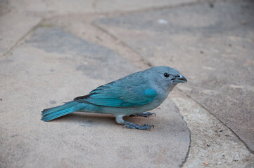 bird on the floor