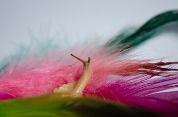 macro of a  snail and feather