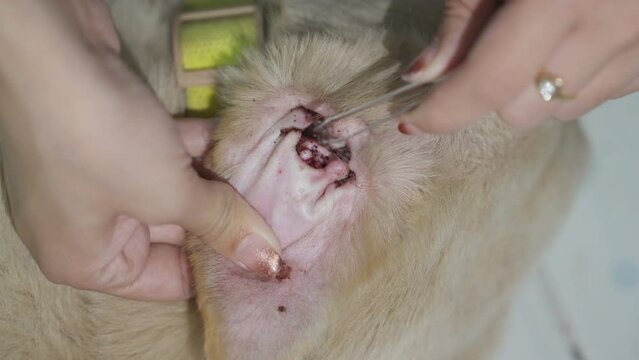Female owner use a tweezer to remove tick from the ear of long haired white dog