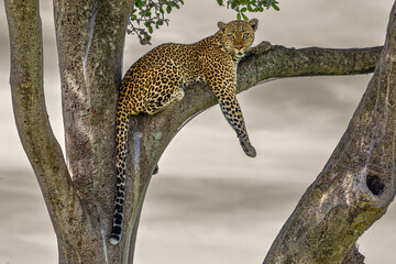 Leopard © Wade Kehler