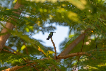 Le Colibri, oiseau endémique de La Martinique, Antilles Françaises.	